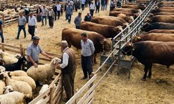 30 bin TL’ye de var, 300 Bin TL’ye de! 2026 kurbanlık fiyatları belli oldu