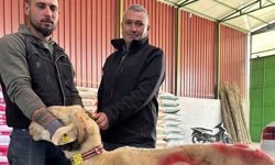 Kurbanlık pazarı hareketlendi