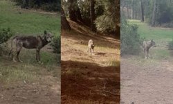 Kurtlar yerleşim yerlerine yaklaştı