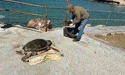 Kuşadası Körfezi'nde ‘deniz kaplumbağası' alarmı