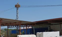 Kuşadası’na leylekler geri döndü