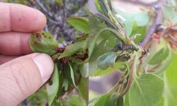 Meyve ağaçlarında hastalık çıktı