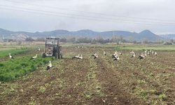 Onlar çiftçinin en doğal mesai arkadaşları