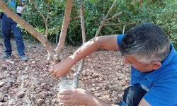 Sakızdan farklı ürünler üretilmeye başlandı