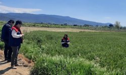 Söke'de hububat ekili araziler denetlendi