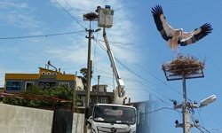 Söke’de leyleklere yeni yuva
