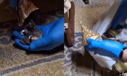 Tarihi eser operasyonunda 203 eser ele geçirildi