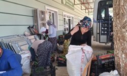 Taze bağ yaprağı mesaisi başladı