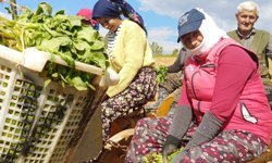 Tütün dikimi başladı