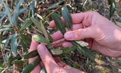 Zeytinde halkalı leke alarmı