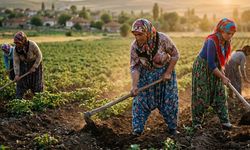 Aydın dikkat, fiyatlar belli oldu: 1300 TL yevmiye ile çalışılacak