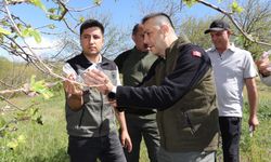 Aydın’da 2700 parazitoit böcek salındı
