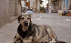 Aydın’da 70 yaşındaki şahıs gözaltında