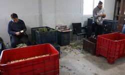 Aydın’da bahar geldi, yeşil elmas hasadı başladı