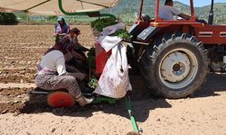 Aydın'da biberler toprakla buluştu