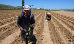 Aydın’da İşçi Bayramı’nın öteki yüzü