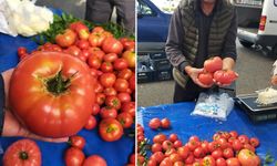 Aydın’daki pazarda görüntülendi.. Tek domates 1 kilo!