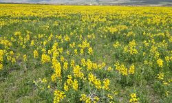Bu çiçeği koparmanın cezası yaklaşık 700 bin TL