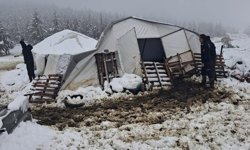 Çadır çöktü, 5 küçükbaş mahsur kaldı