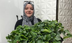 Fide satışları arttı