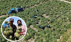 Aydın’da üretiliyor, yurdun dört bir yanına gönderiliyor