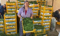 Üzümden önce yaprak kazandırdı