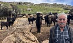 Küçükbaş hayvan yetiştiriciliği bitme noktasına geldi