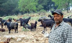 Kurbanlıklar 20 bin liradan başlıyor
