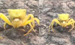 Thomisidae örümceği Aydın’da ortaya çıktı