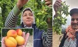 Yaz meyvelerinde bereket üreticinin yüzünü güldürdü