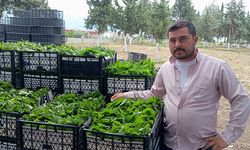 Yeşil altının fiyatı belli oldu