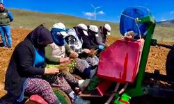 Yıllardır atıl durumda olan tarım arazilerine ‘kekik’ ekimine başlandı