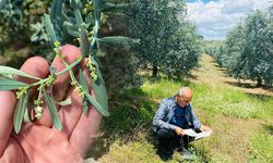 Zeytin için kritik uyarı