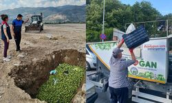 Aydın’da ilekler hastalıklı çıktı, ekipler imha etti
