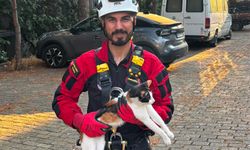 Aydın’da mahsur kalan kedi kurtarıldı