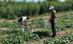 Aydın’da salatalıktan numune alındı
