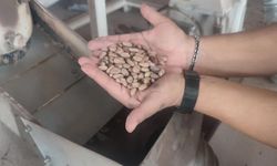 Aydın’ın çam fıstığı altınla yarışıyor