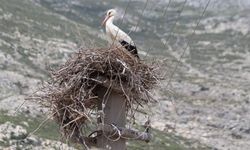 Söke’de leylek yuvası kurtarıldı