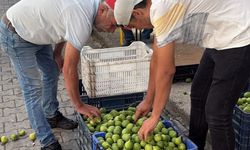 Bozdoğan ileği üreticinin ilk tercihi