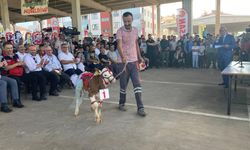 En güzel buzağıyı seçtiler