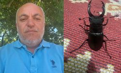 Evin balkonunda geyik böceği görüntülendi