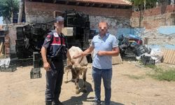 İncirliova’da ahırdan çalınan büyükbaş hayvan bulundu