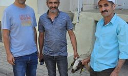 Nazilli’de tek tek kapılara toslayan kuzu sahibini buldu