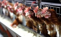 Ünlü tavuk markalarına operasyon
