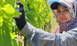 Üreticiler zamana karşı yarışıyor
