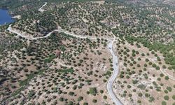 Aydın'da 15 yıl önce dikilen fıstıkçamları kozalak vermeye başladı