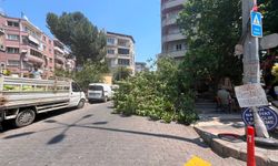 Aydın’da ağaç devrildi