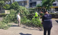 Aydın’da otomobilin üzerine ağaç devrildi