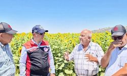 Aydın’da üreticiler ayçiçeğine yöneldi