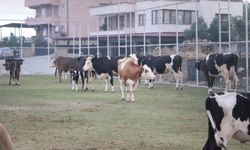 Çine'de alevlerin ulaştığı mahallede hayvanlar halı sahada korumaya alındı